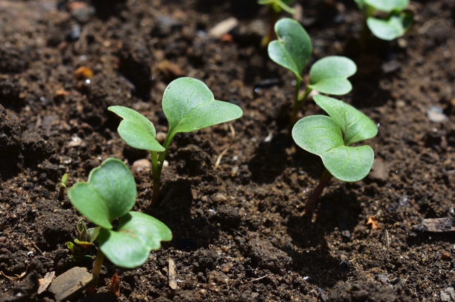 radish seedlings